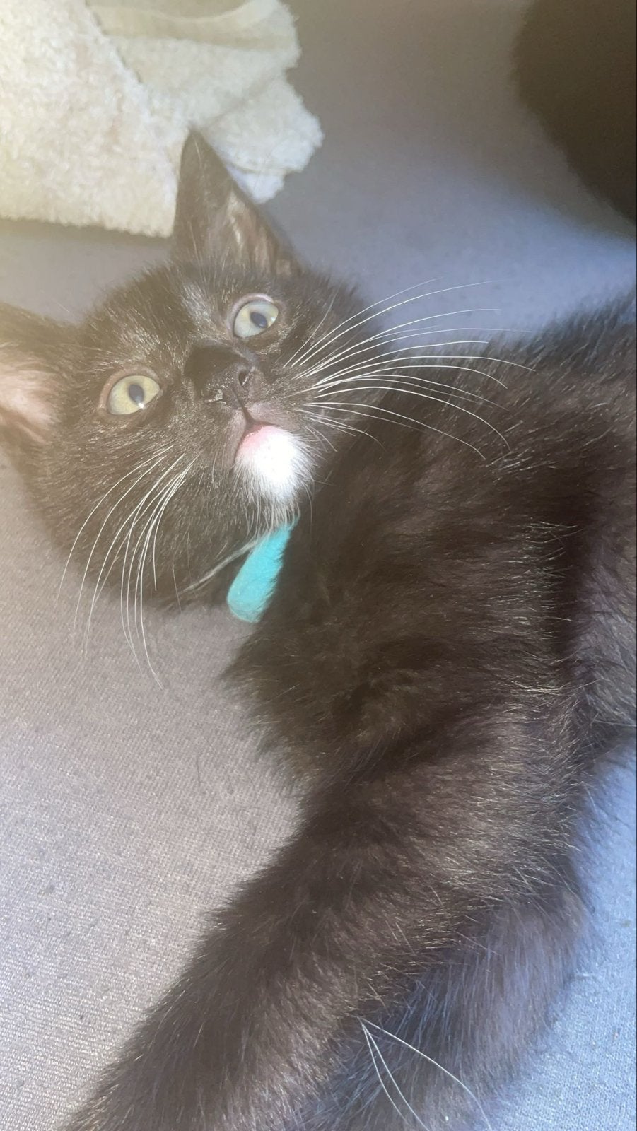 Kittens, Poes