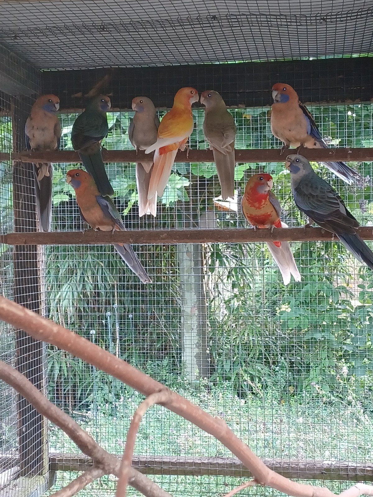 pennant rosella mutaties, Meerdere dieren, Parkiet, Geringd