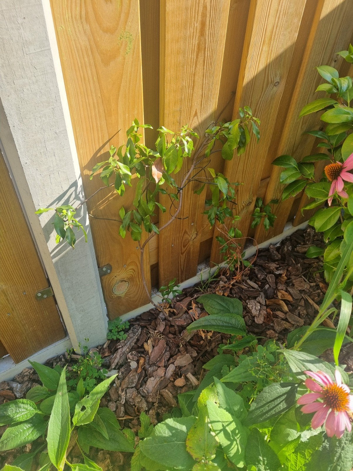 Twee Toscaanse Sterjasmijn (Trachelospermum Jasminoides), Ophalen, Overige soorten, Halfschaduw