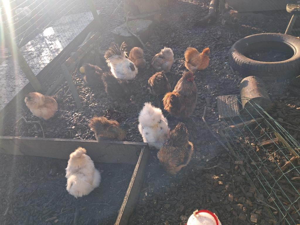 Zijdehoen hen kriel kuikens, Dieren en Toebehoren, Meerdere dieren, Kip