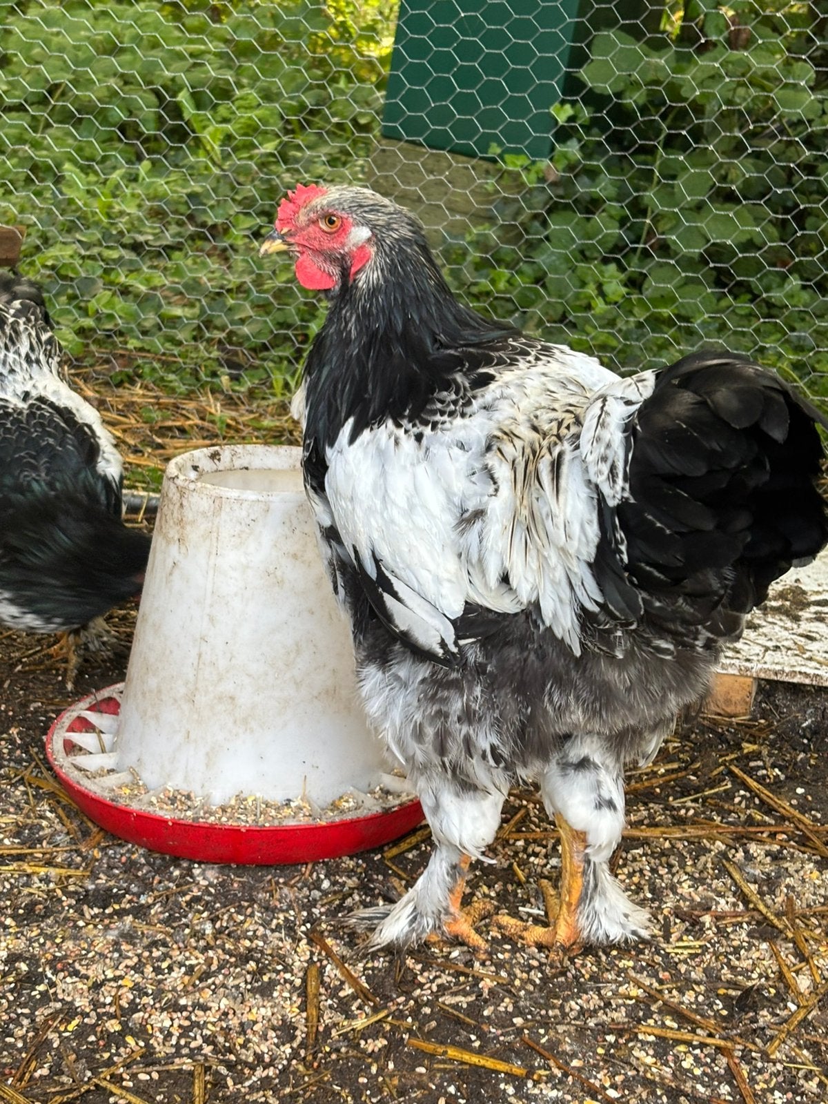 4 Brahma hanen, Dieren en Toebehoren, Mannelijk, Kip