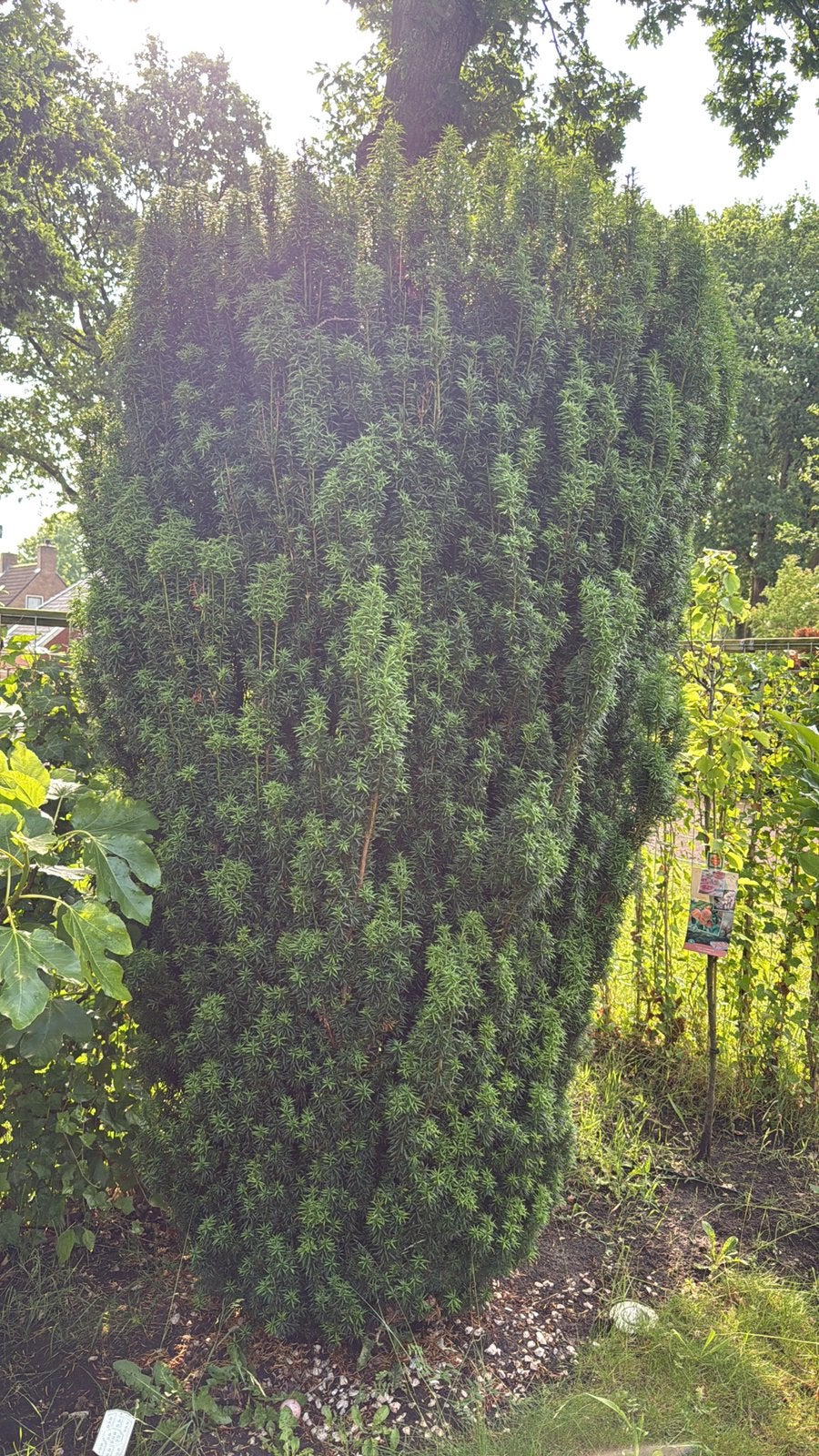 2x conifeer taxus baccata fastigiata, Ophalen, Conifeer, 100 tot 250 cm