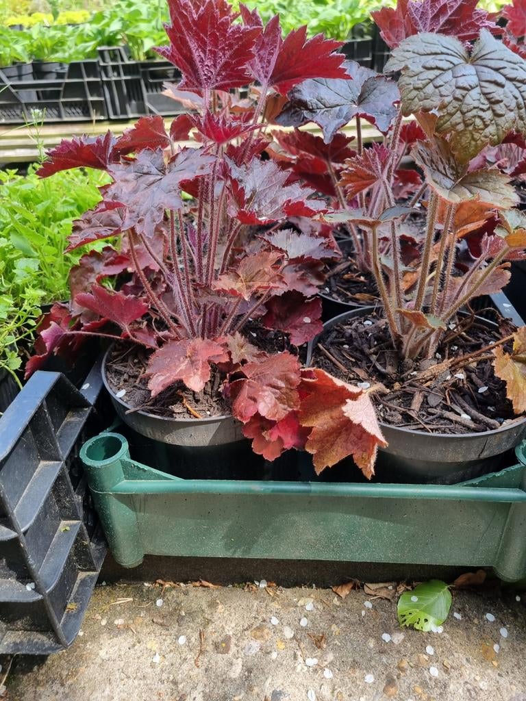 Donkere Heugra, Ophalen, Bodembedekkers, Vaste plant, Halfschaduw