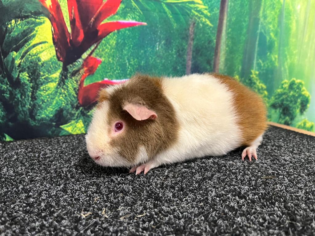 Cavia’s - Rex, borstel en gladhaar, Dieren en Toebehoren, Knaagdieren, Januari, Mannelijk, Cavia