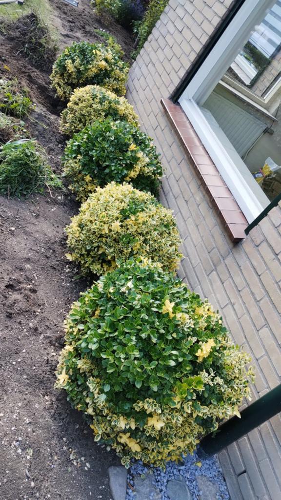 Gratis af te halen, 5x. Zelf uitgraven!, Tuin en Terras, Planten | Tuinplanten, Ophalen, Overige soorten
