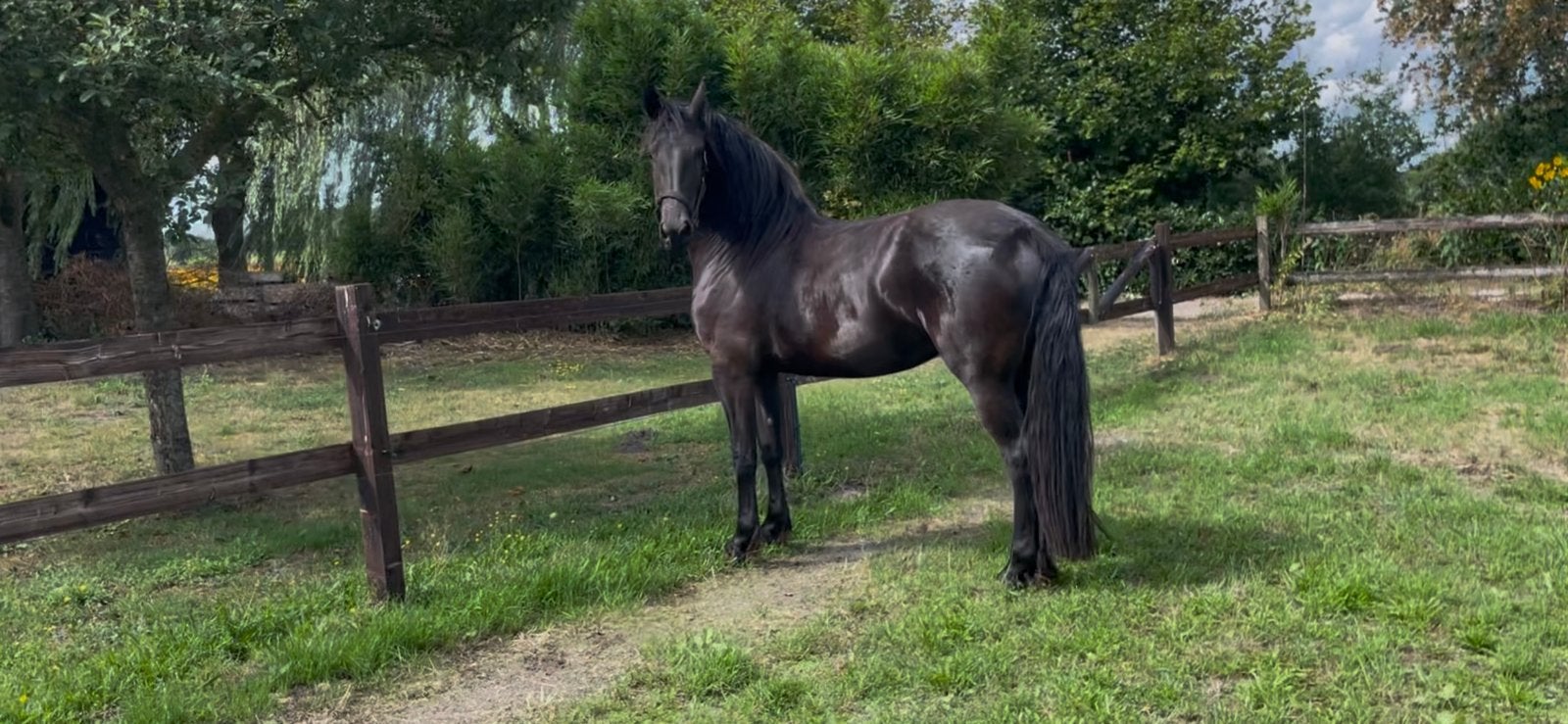 Mooie friese merrie, Merrie, Onbeleerd, Met stamboom, 3 tot 6 jaar