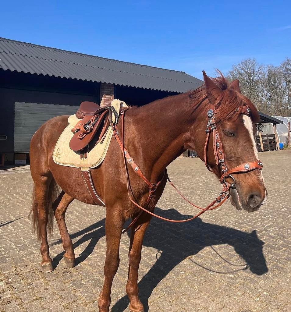 Set barok tuigage portugees bruin hoofdstel borsttuig, Dieren en Toebehoren, Paarden en Pony's | Hoofdstellen en Tuigage, Ophalen of Verzenden