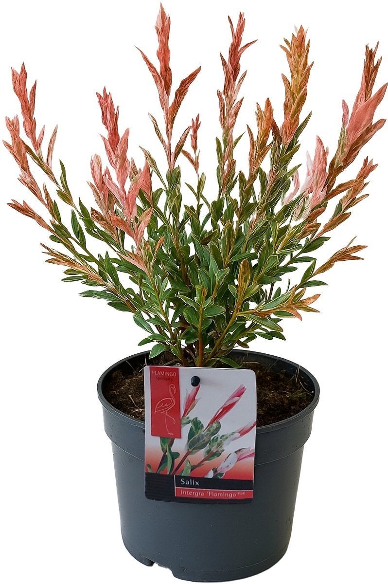 Salix integra 'Flamingo' - Bonte Wilg, Volle zon, Vaste plant, Bloeit niet, Ophalen