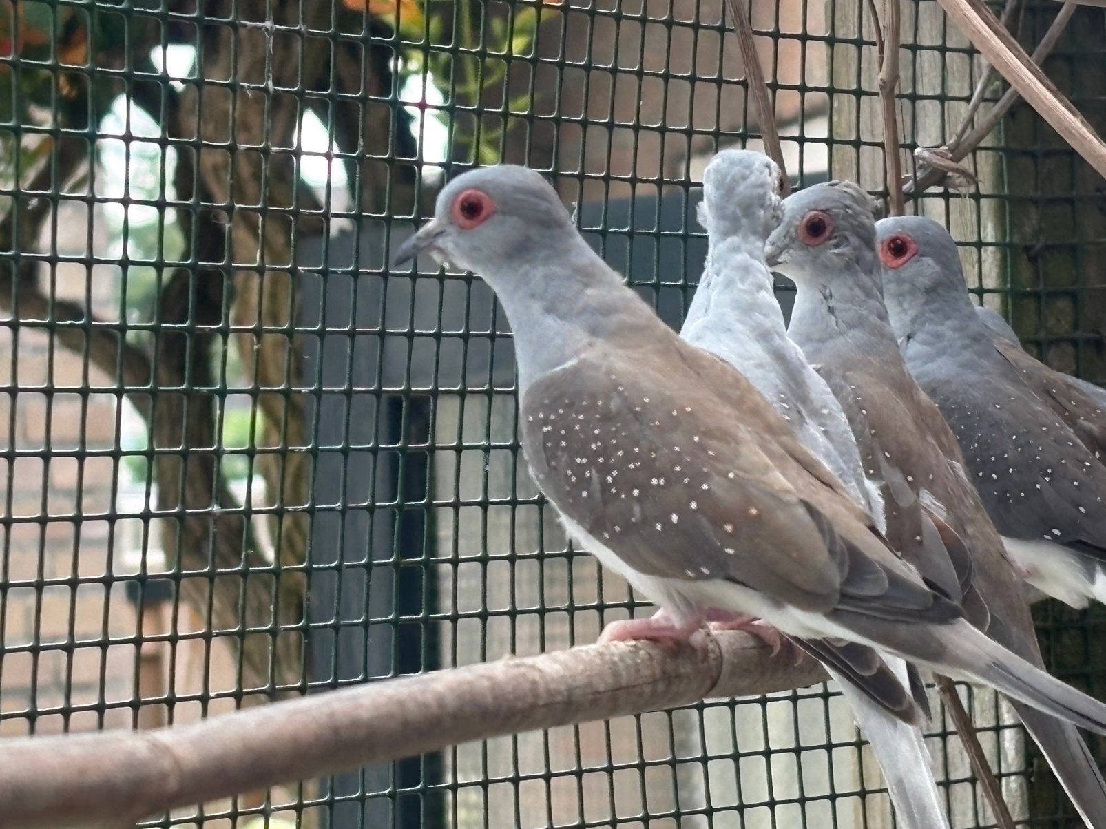Diamantduifjes te koop, Meerdere dieren