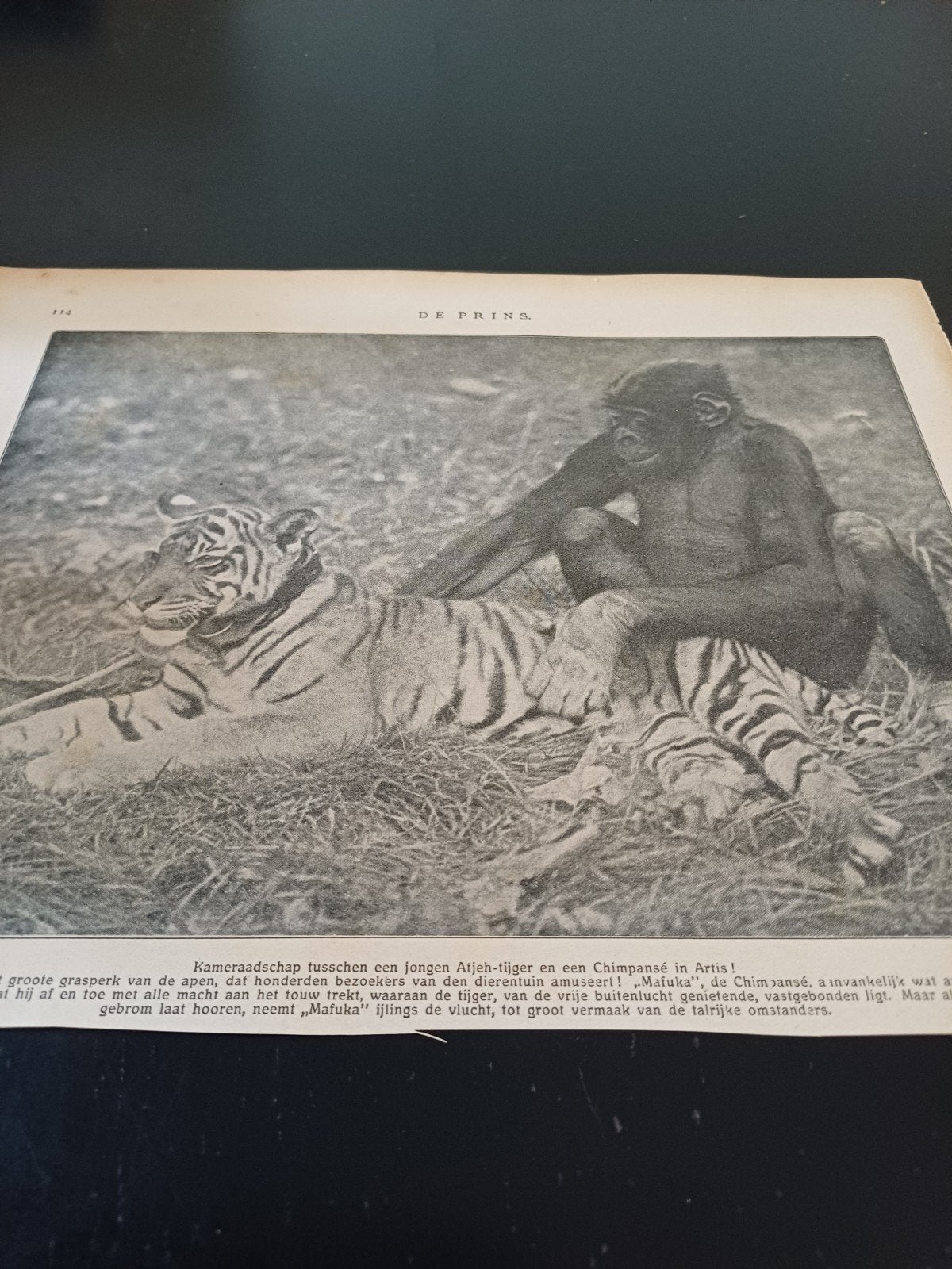 knipsel dierentuin Artis Amsterdam tijger en chimpansee 1915, Ophalen of Verzenden, Gebruikt, Beeldje of Figuurtje