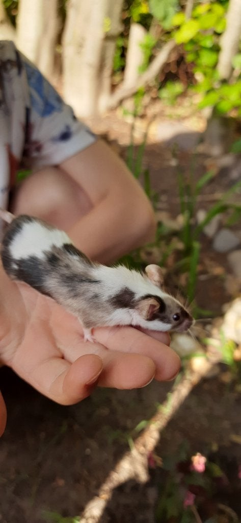 Muizen, Maart, Vrouwelijk, Muis