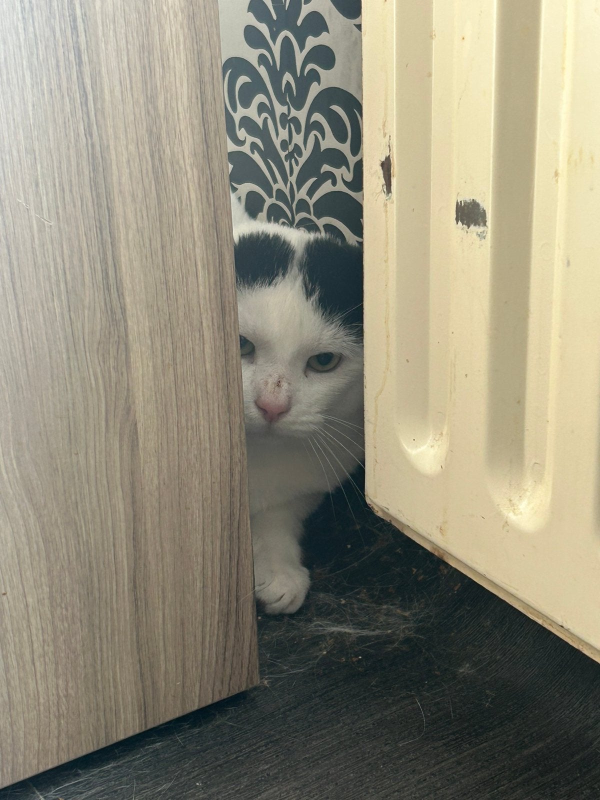 Kater, Kater