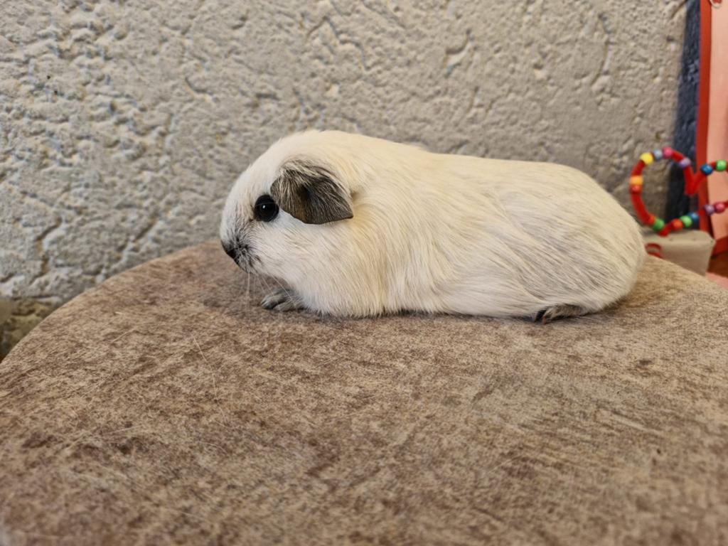 Wit cali zwart zeug, Dieren en Toebehoren, Knaagdieren, Cavia, April, Vrouwelijk, Tam