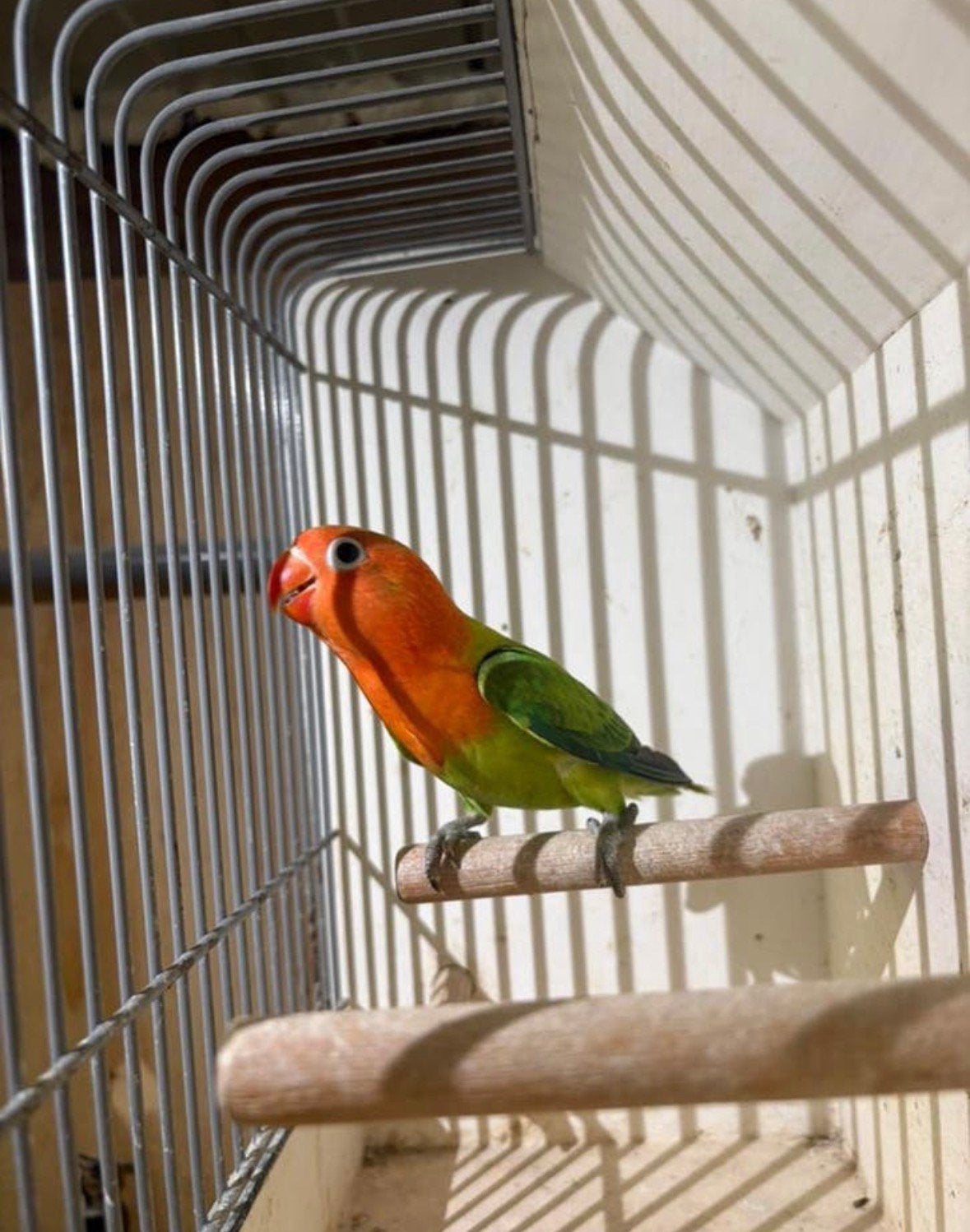 Meerdere agapornis fischeri en personata, Geslacht onbekend, Dwergpapegaai of Agapornis