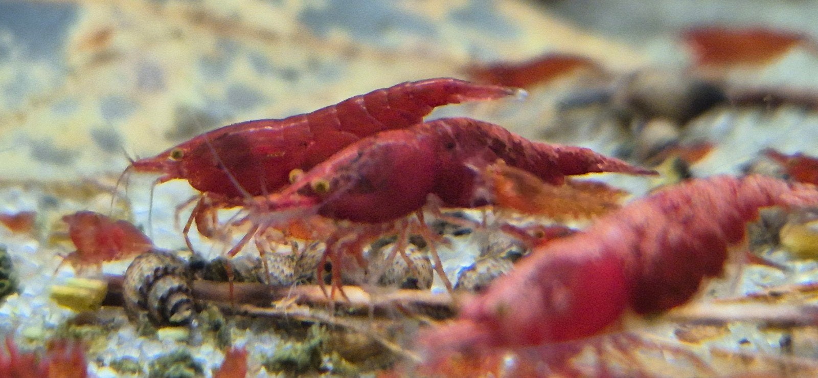 RED DEMON ORANGE EYES NEO CARIDINA, Kreeft, Krab of Garnaal