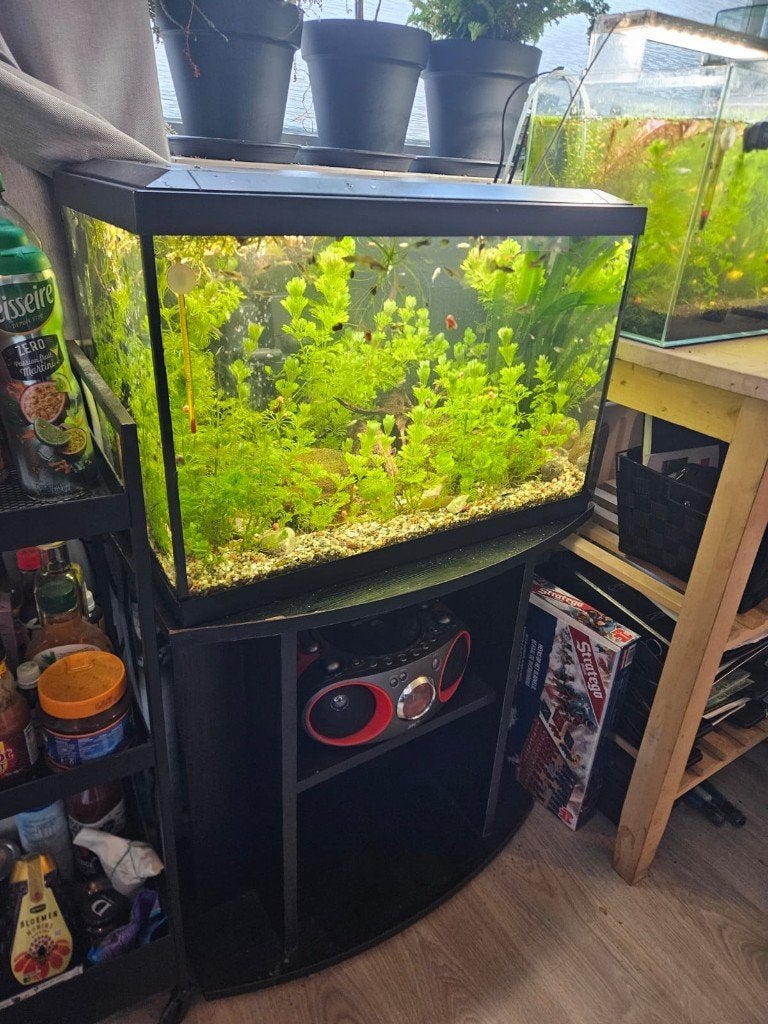 Compleet aquarium inclusief meubel en inhoud, Dieren en Toebehoren, Vissen | Aquaria en Toebehoren, Ophalen, Inclusief vissen