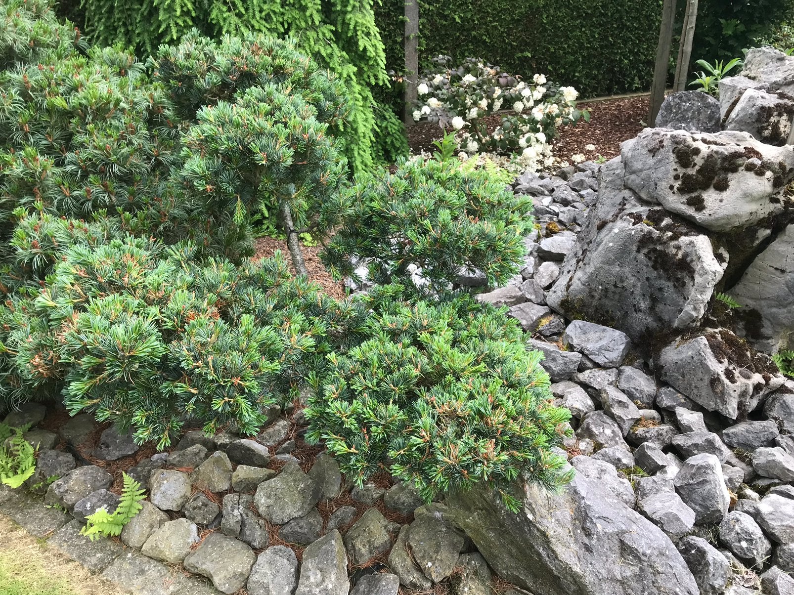 Te koop vormsnoei Pinus parviflora saphir Niwaki, Tuin en Terras, Ophalen, Vaste plant, Overige soorten, Volle zon