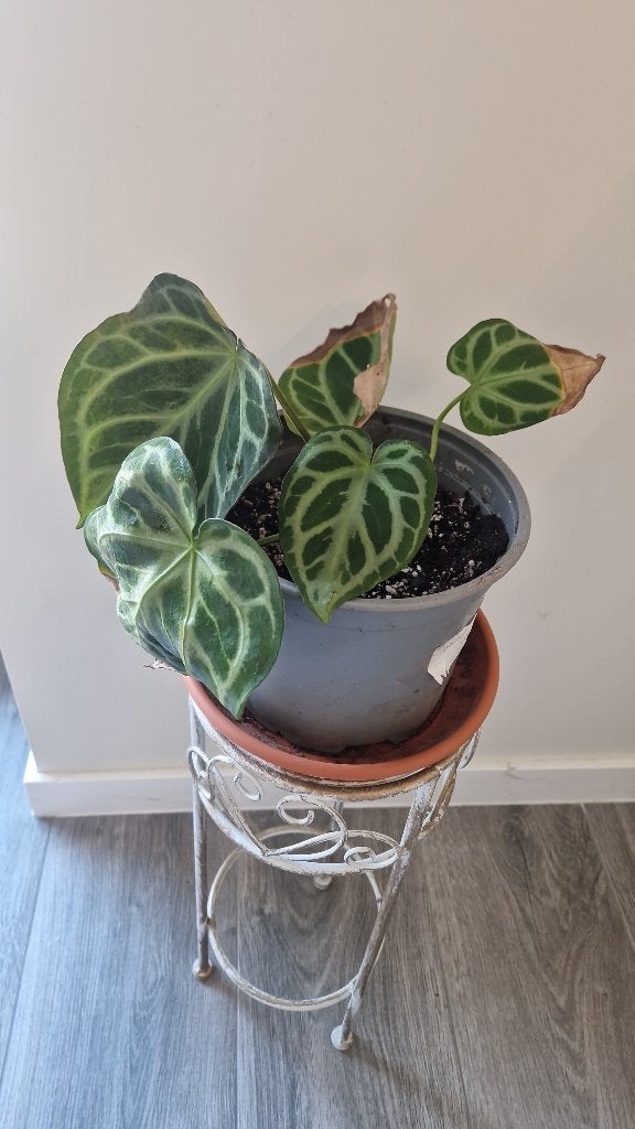Anthurium Silver Blush, Ophalen, Overige soorten, Halfschaduw, In pot