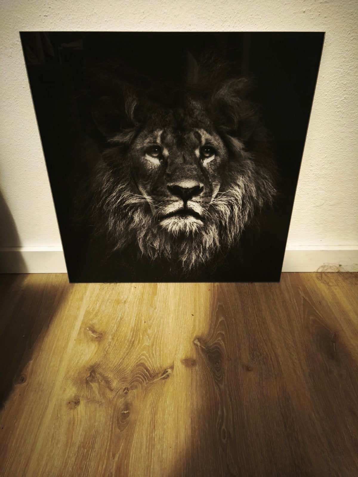 Glazen Schilderij Majestueuze Leeuw 50x50cm, Huis en Inrichting, Ophalen