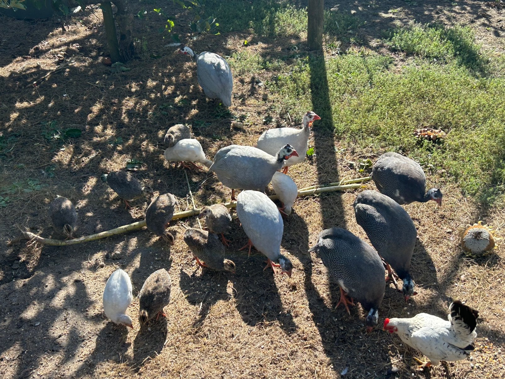 21 parelhoenders te koop!, Meerdere dieren, Schaap