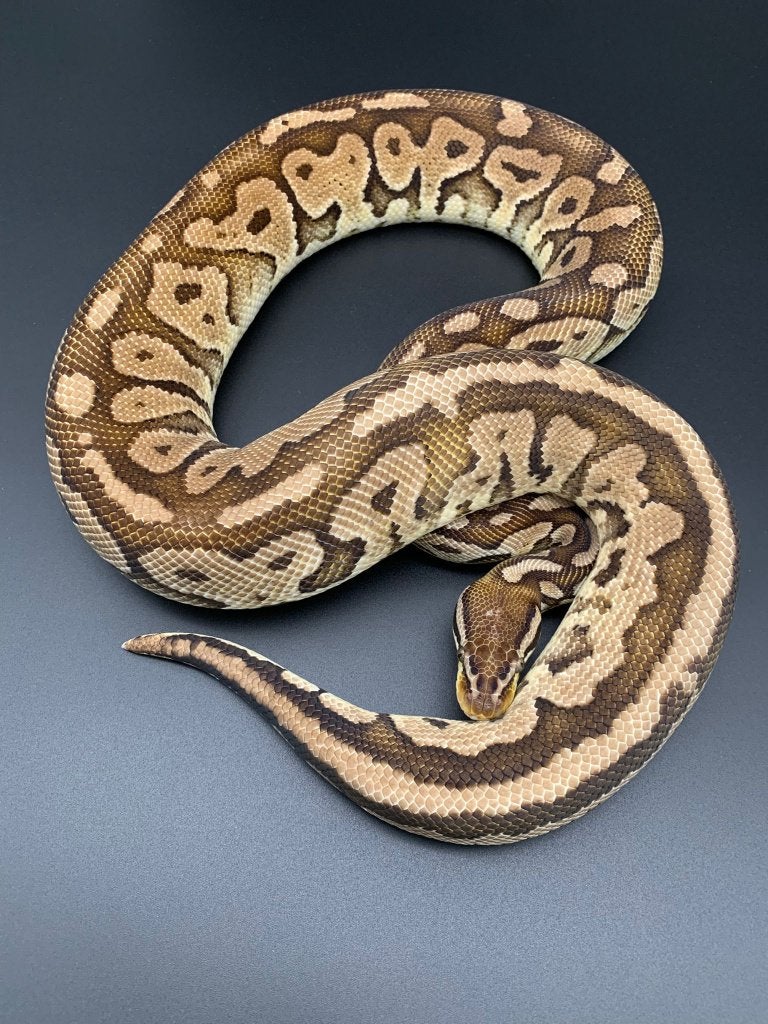 1.0 pastel special het pied python regius Ball Python - male for sale from DemonSnakes