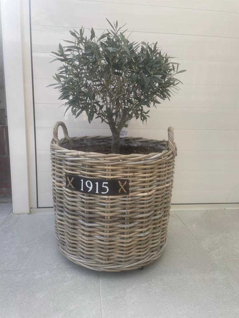 Gevlochten bloempot met olijfboom, Ophalen, Overige materialen, Gebruikt, Rond