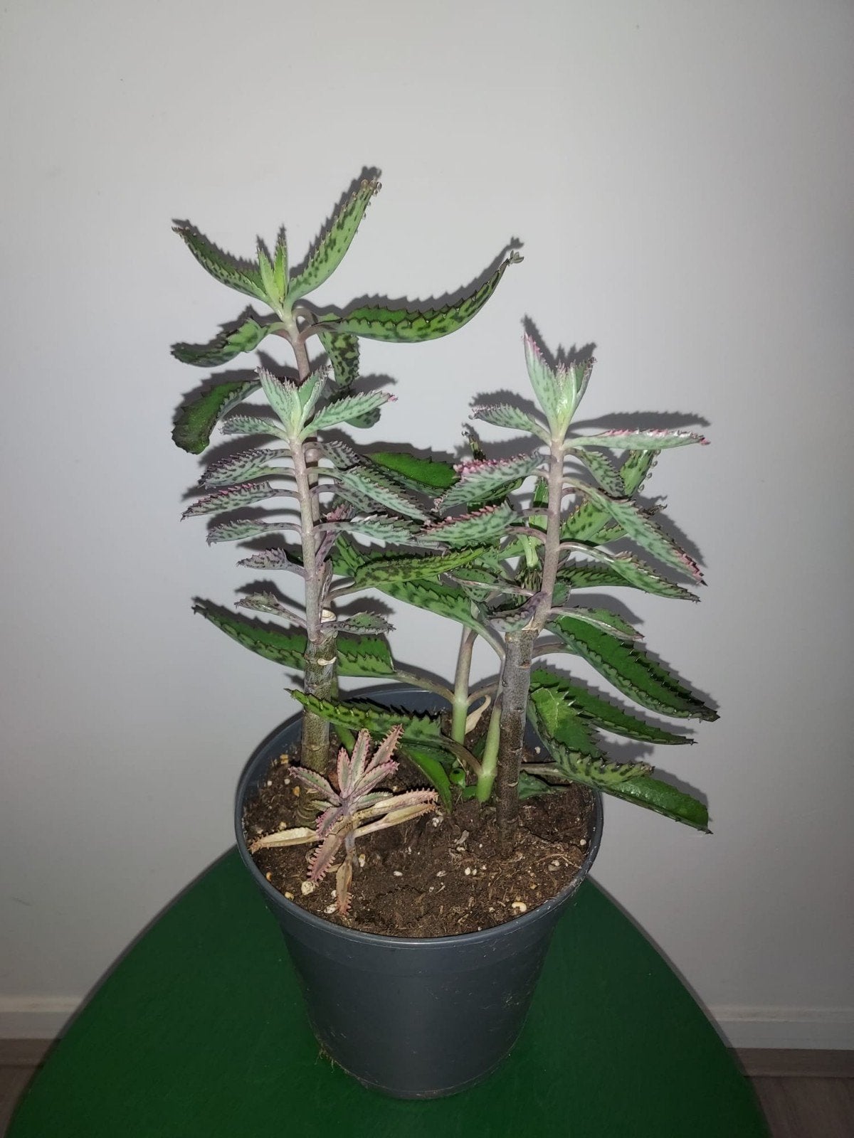 Kalanchoë kamerplant, Huis en Inrichting, Ophalen, Halfschaduw, Minder dan 100 cm