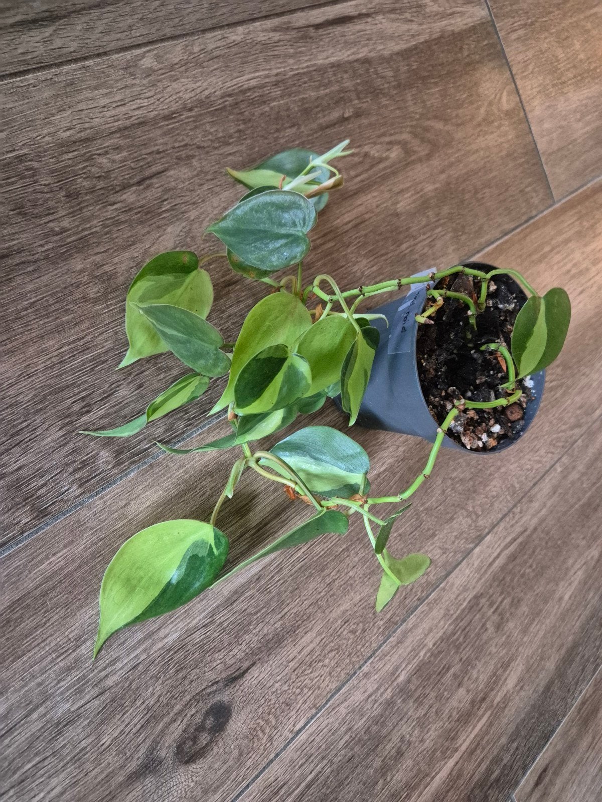 Philodendron Brasil - Prachtige hangplant, Overige soorten, In pot, Minder dan 100 cm, Groene kamerplant