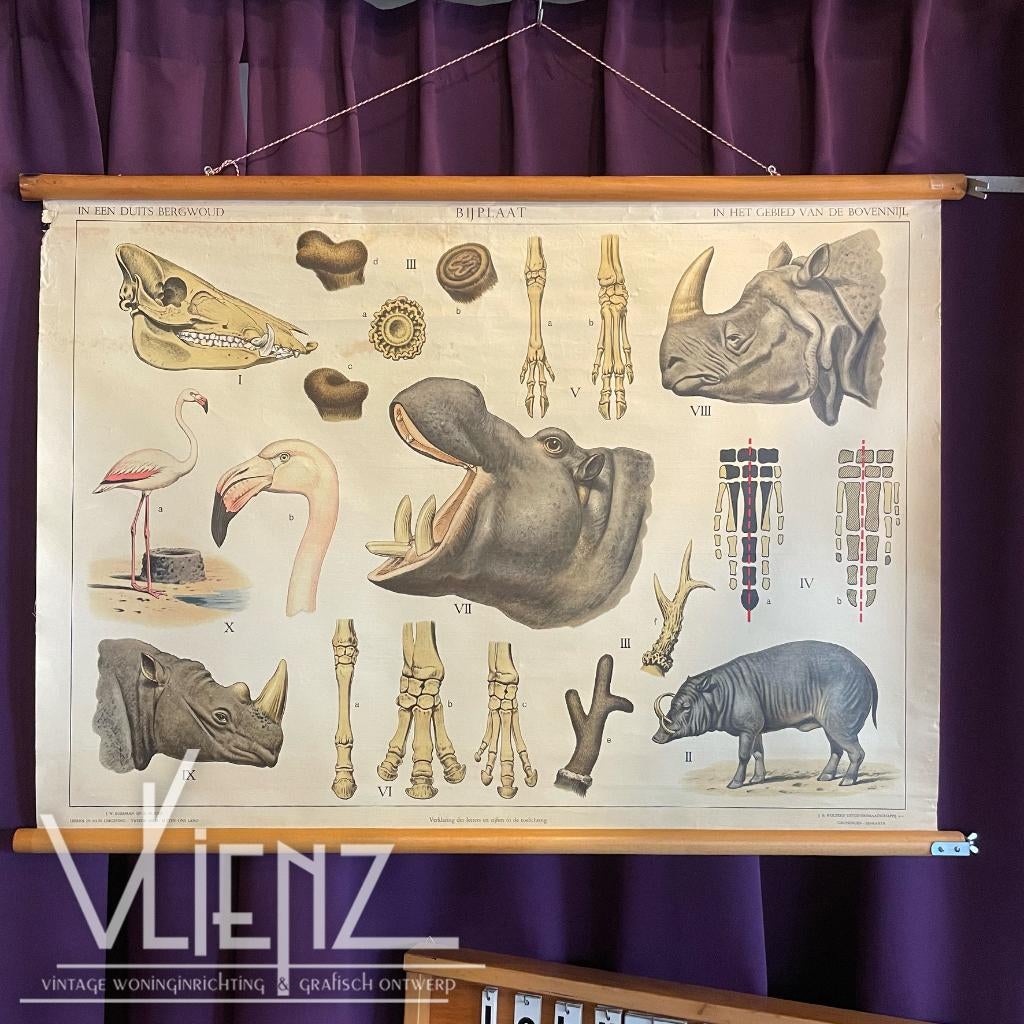 Vintage, retro schoolplaat Duits Bergwoud / Gebied BovenNijl, Antiek en Kunst, Antiek | Schoolplaten, Ophalen, Natuur en Biologie