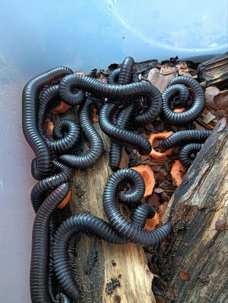 Volwassen spiropoeus fischeri, Dieren en Toebehoren, Reptielen en Amfibieën, Overige soorten, Tam, 0 tot 2 jaar