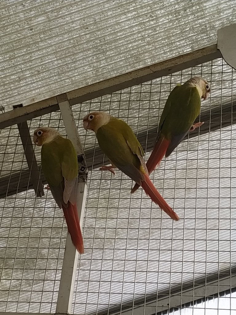 pyrrhura, Meerdere dieren, Parkiet, Geringd