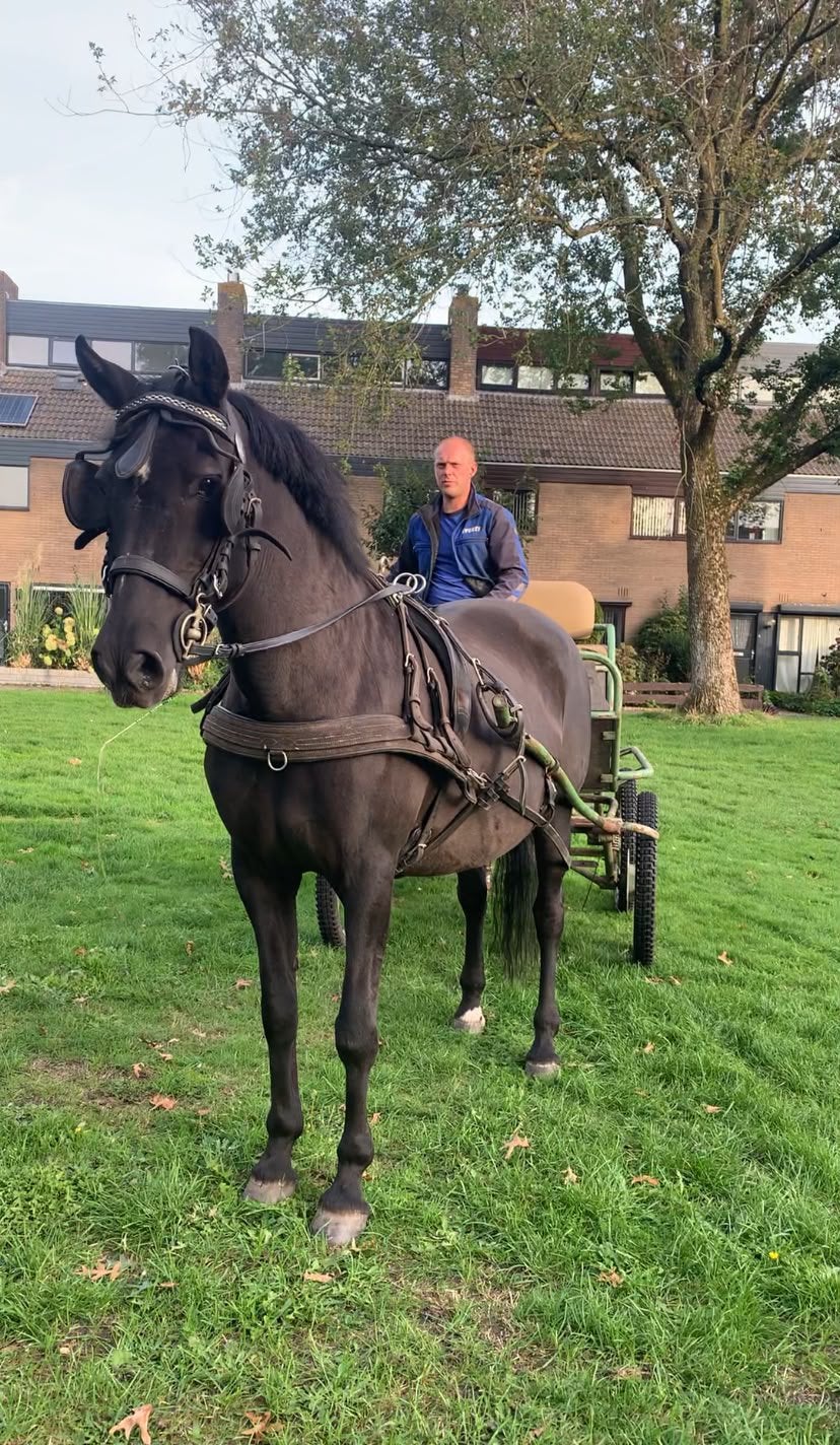 Prachtige pony, bereden en betuigd!, Dieren en Toebehoren, Met stamboom, Zadelmak, 11 jaar of ouder, Recreatiepony