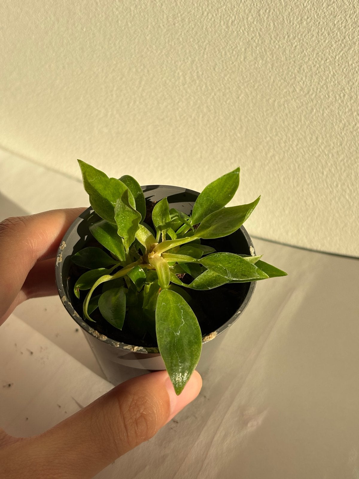 Philodendron White Princess-1, Ophalen, Overige soorten, Halfschaduw, In pot