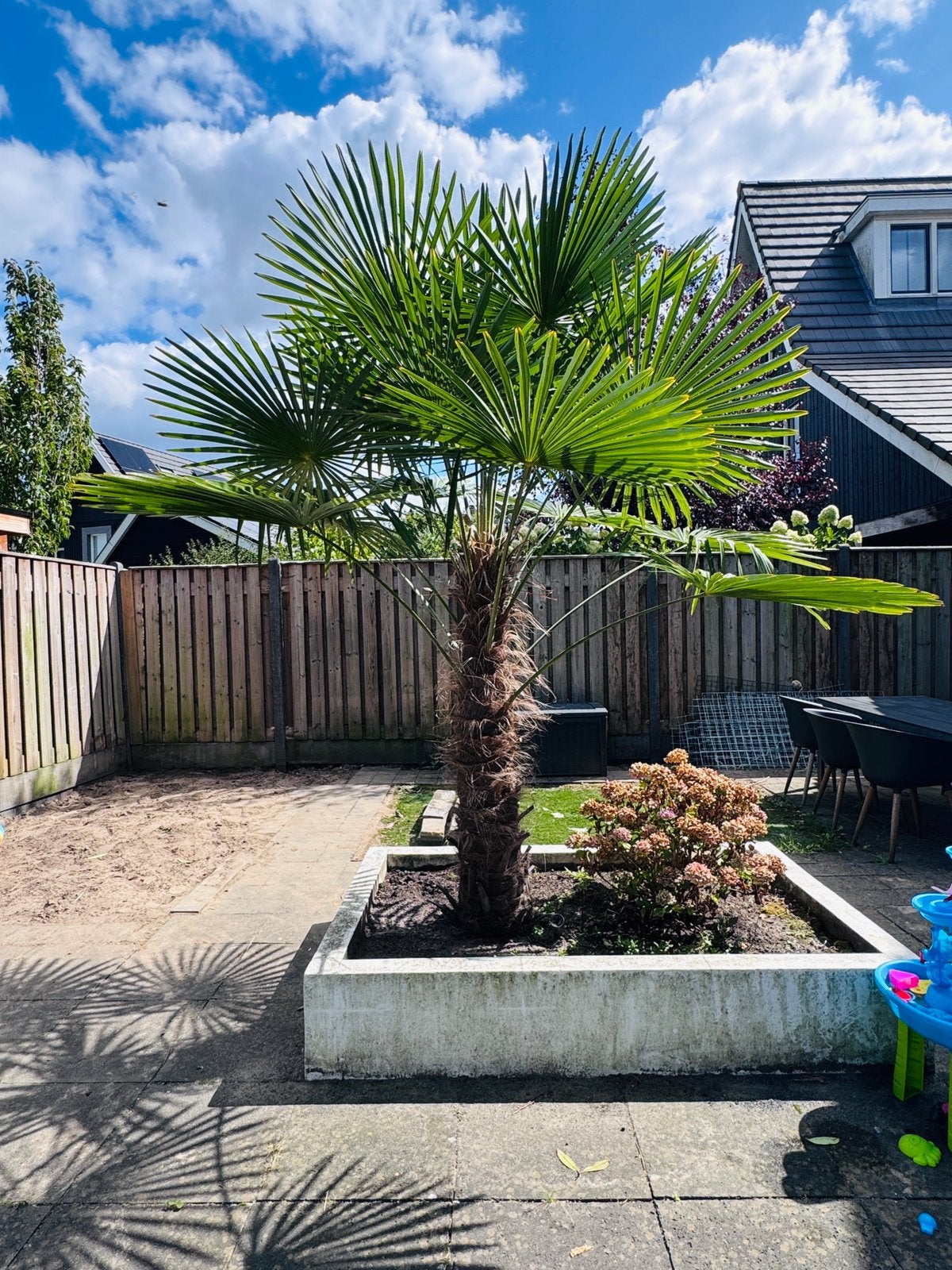 Trachycarpus Fortunei palmb.winterharde 3m –zelf uitgraven, 250 tot 400 cm, Zomer, Palmboom, Ophalen