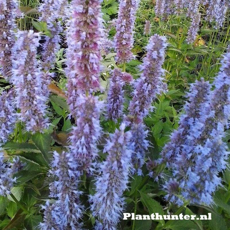 Agastache Blue Fortune Dropplant vanaf 24st. afhaal aanbiedi, Tuin en Terras, Ophalen, Overige soorten, Halfschaduw