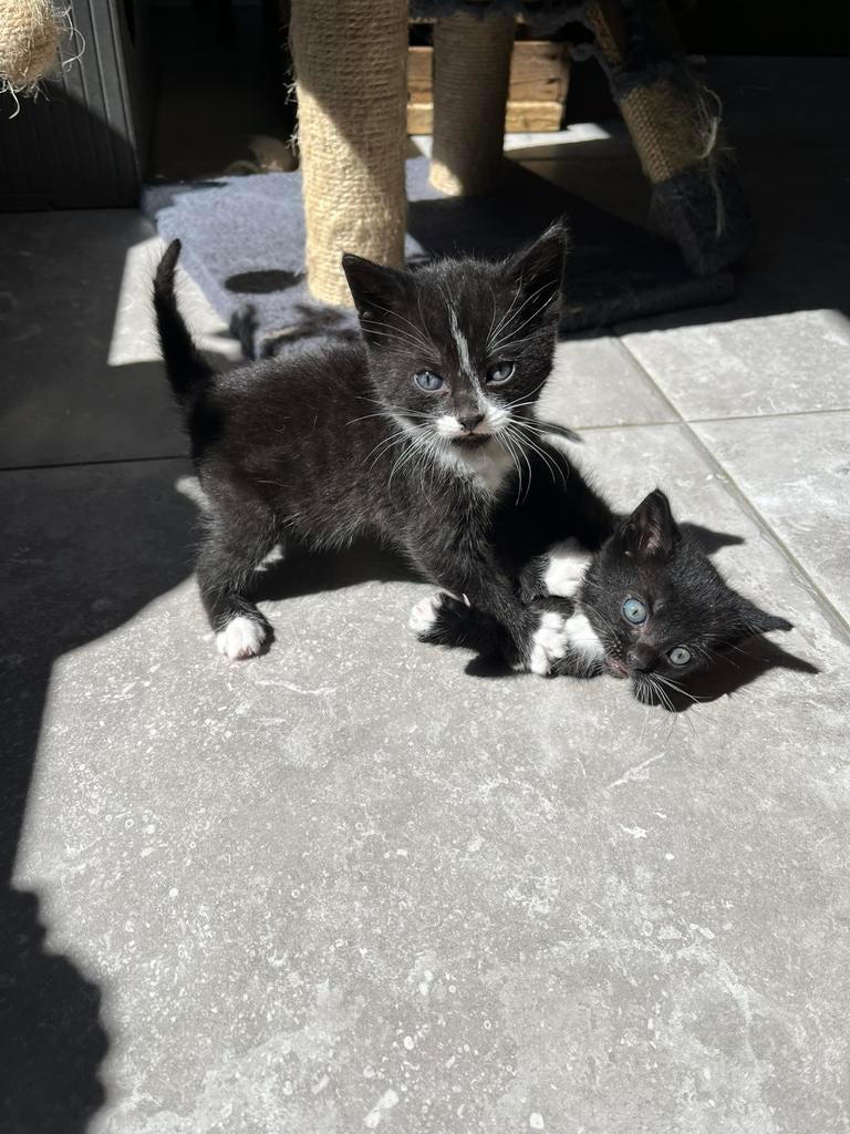 Geweldige sociale kittens, Dieren en Toebehoren, Katten en Kittens | Overige Katten, Kater, Kortharig, 0 tot 2 jaar