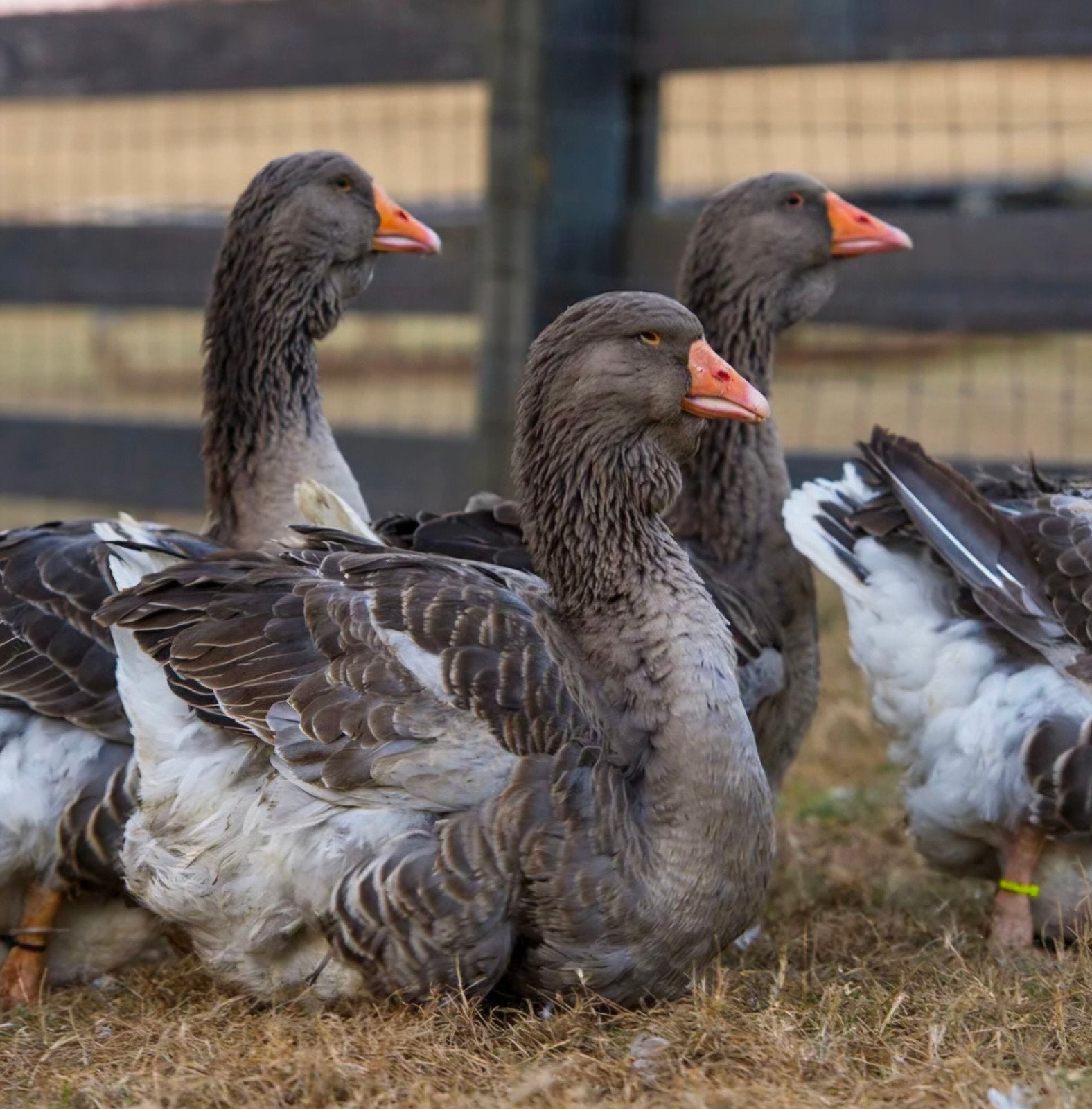 toulouse gans broed eieren gezocht, Meerdere dieren, Gans of Zwaan