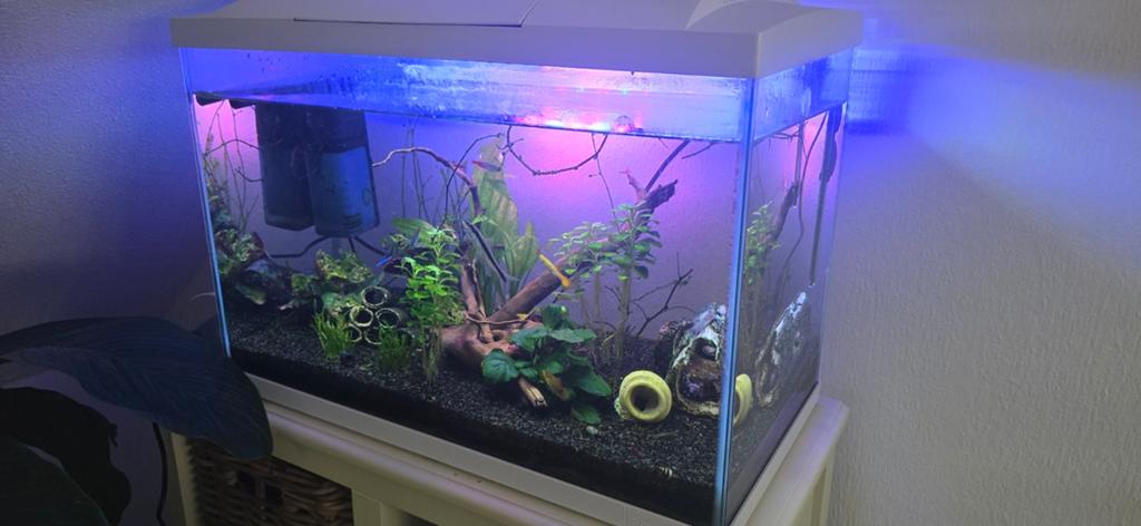 Aquarium met toebehoren, Ophalen, Zo goed als nieuw, Gevuld zoetwateraquarium
