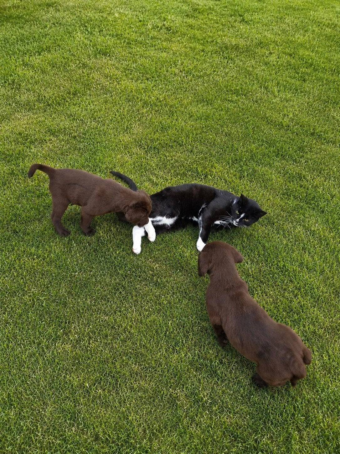 CHOCOLADE BRUINE LABRADOR PUPS (MOGEN METEEN MEE), Dieren en Toebehoren, Honden | Retrievers, Spaniëls en Waterhonden, Parvo, 8 tot 15 weken