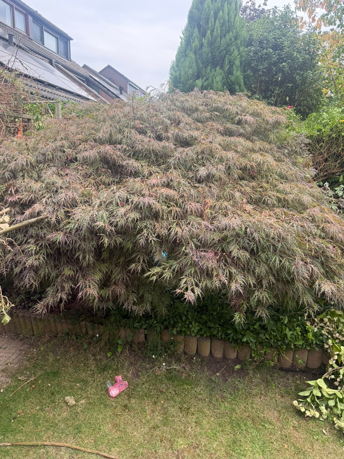 Japanse Es, Tuin en Terras, Bloeit niet, Overige soorten, Minder dan 100 cm, Ophalen