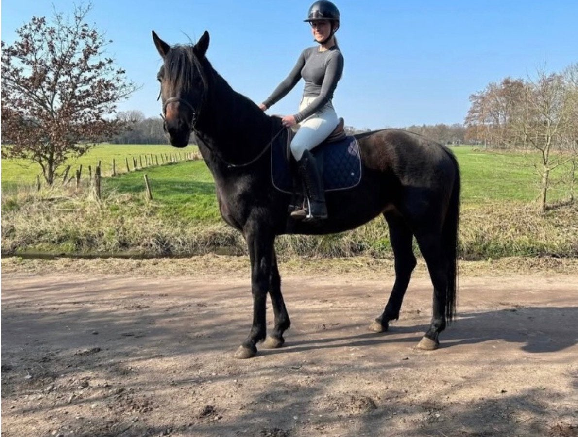 Mooie merrie te koop * bemerking, Dieren en Toebehoren, Paarden, Merrie, 3 tot 6 jaar