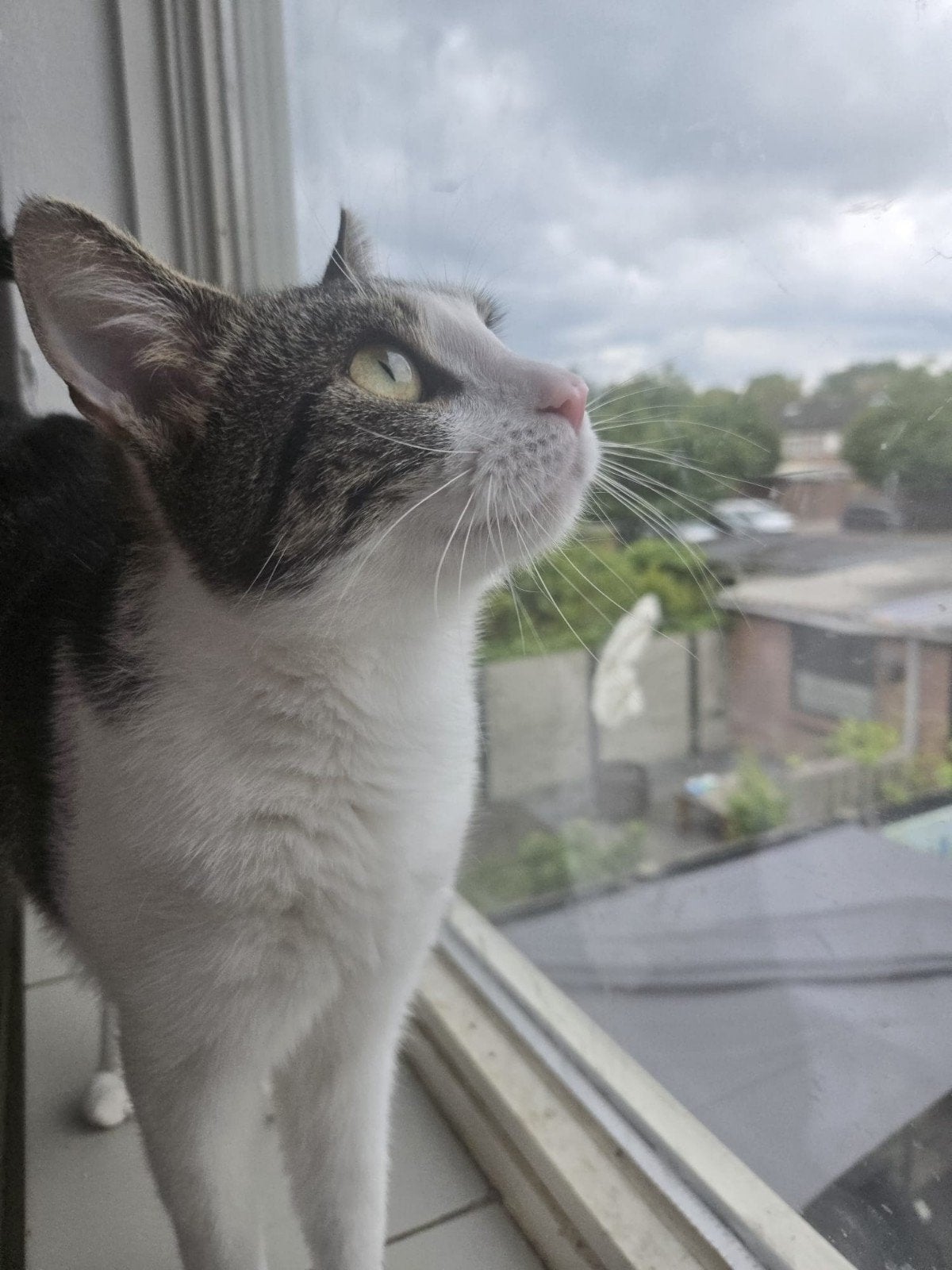 2 Lieve katers van 1 jaar zoeken samen een fijn thuis, Kater