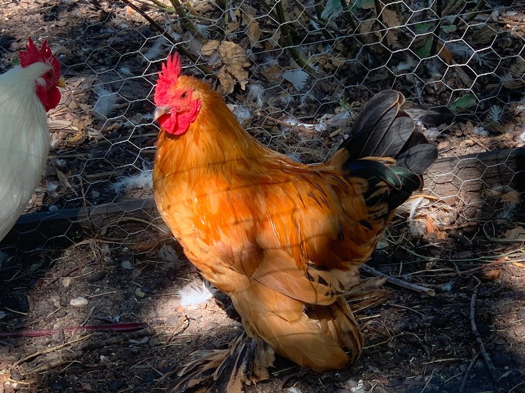 Kruising Cochin kriel x Nederlandse Sabelpootkriel, Vrouwelijk, Kip
