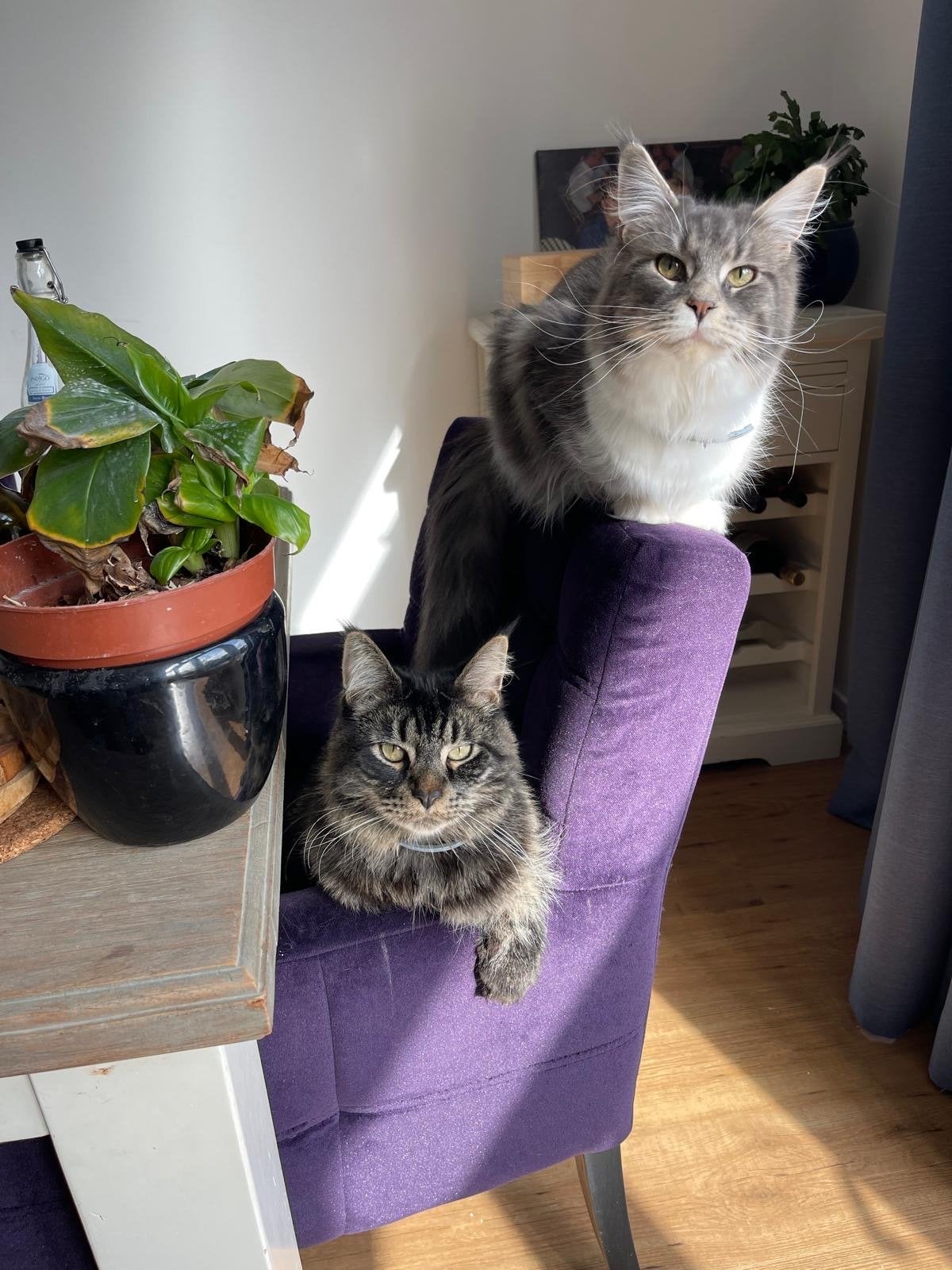 Lieve Maine Coon 4 jaar oud met stamboom, Poes, Langharig, 3 tot 5 jaar