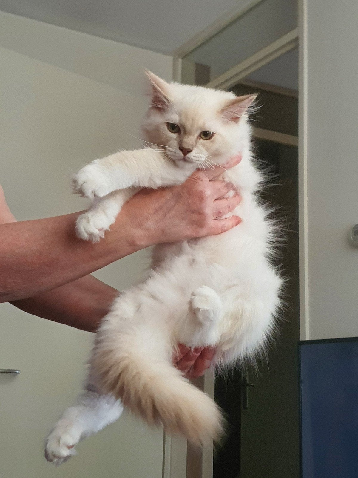 Prachtig Ragdoll katertje  Lilac mink mitted, Kater