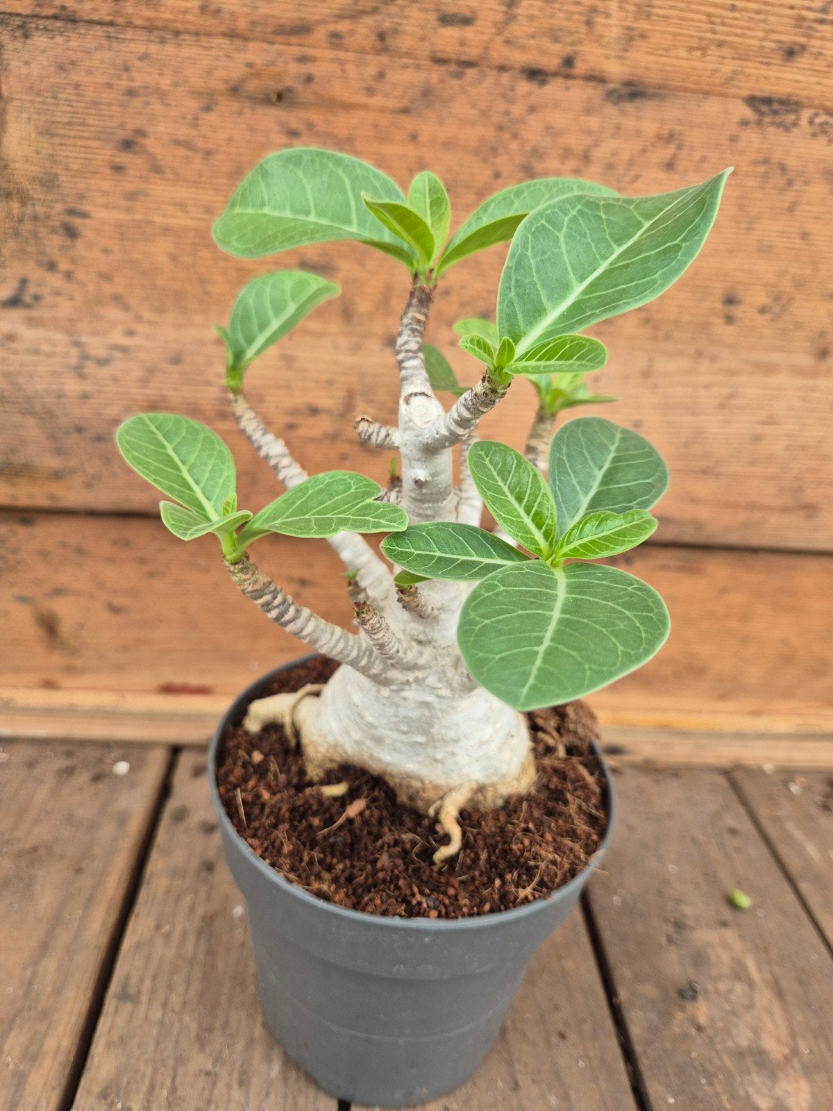 Adenium Baobab p12 (2), Huis en Inrichting, Kamerplanten, Ophalen of Verzenden, Halfschaduw, Minder dan 100 cm