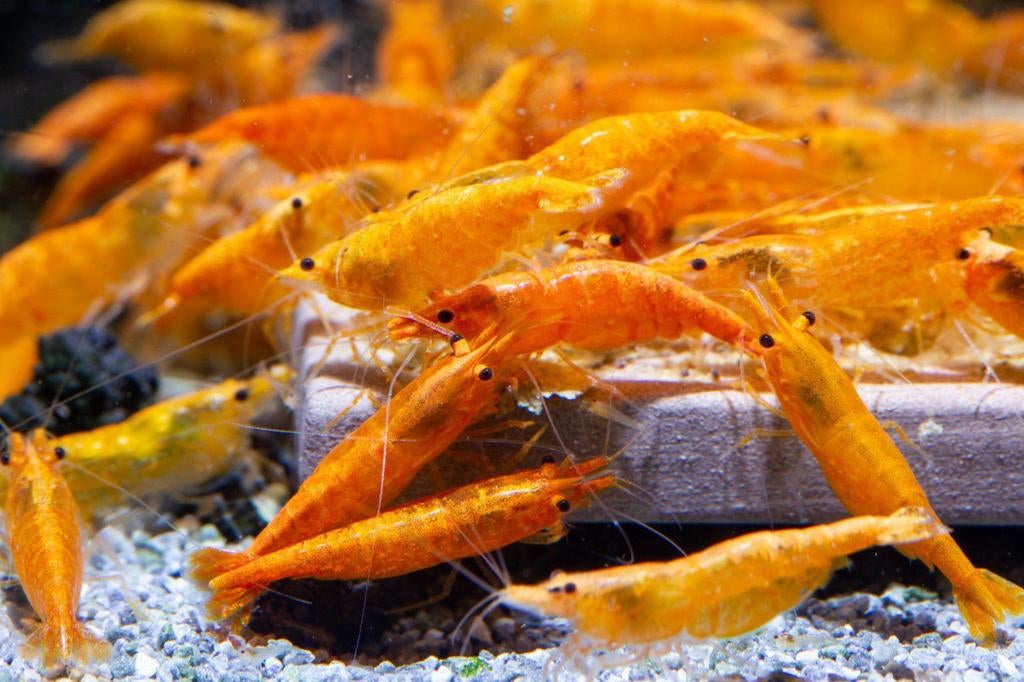 Neocaridina Orange Bloody Garnaal, Kreeft, Krab of Garnaal