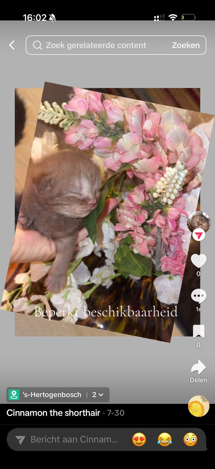 britse korthaar kittens  nog 1 beschikbaar, Meerdere dieren, 0 tot 2 jaar
