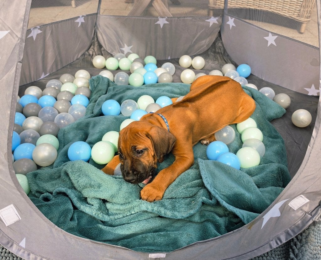 Rhodesian Ridgeback nog 1 reutje beschikbaar FCI-stamboom, Dieren en Toebehoren, Overige rassen, CDV (hondenziekte), 8 tot 15 weken