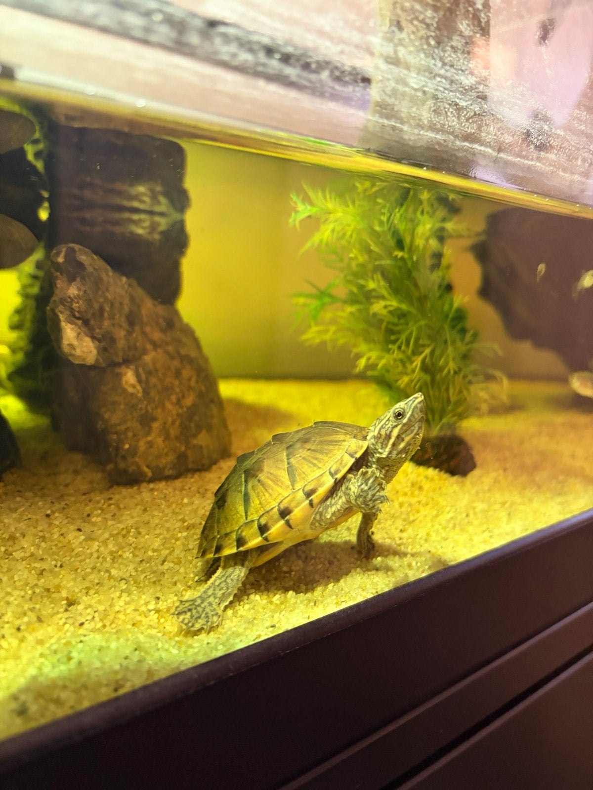 Muskusschildpadden, Schildpad, 0 tot 2 jaar